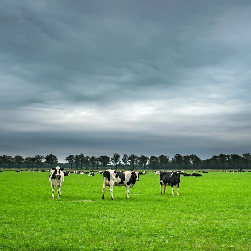 Grassland